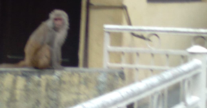 Another Corner of Neem Karoli Baba Ashram And Temple Nainital